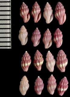モモイロフタナシシャジク Lienardia malleti small