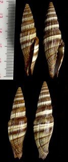ナスミノムシ Vexillum melongena small