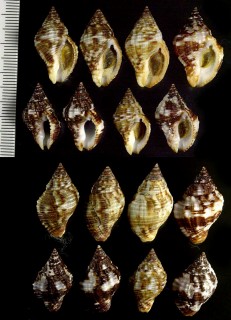 アメリカホラダマシ Cantharus tinctus small
