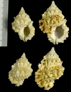 アラボリミヤコボラ Bursa pacamoni small