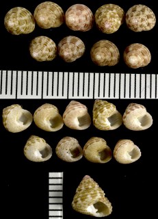 フアセコナツモモ 斑褪小楊梅 Clanculus fraterculus small