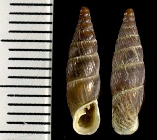 ロマーニャギセル Alopia lischkeana lischkeana small