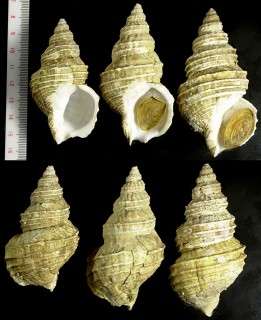ホソジュズカケバイ 細数珠掛蛽 Buccinum verrucosum small