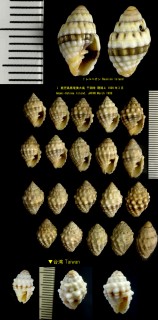 アラレオトメフデ Vexillum cancellarioides small