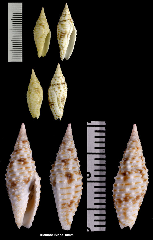 コガラシフデ 木凩筆 Subcancilla annulata small