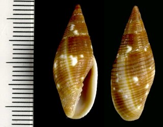 バルバドスフデガイ Strigatella barbadensis small