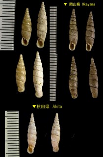 チビギセル Pinguiphaedusa expansilabris small
