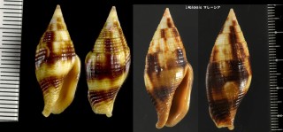 コガネフデ (コガネヤタテ) Mitra chrysostoma small