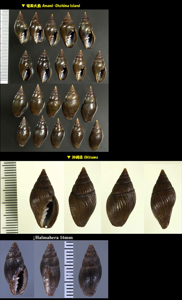 ヒメテツヤタテ Zierliana woldemarii small