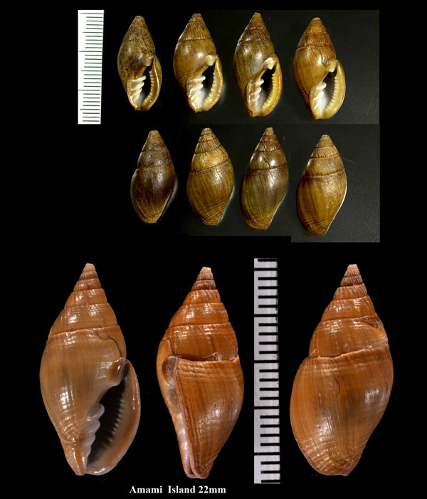 ハラブトテツヤタテ 腹太鉄矢立 Zierliana oleacea small