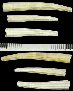 イタリアのツノガイ類 未詳 Dentalium sp. small
