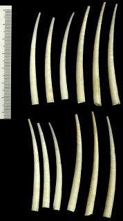 アフリカナガツノ (仮称) Graptacme africana small