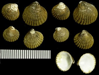 カガミマルフミの仲間 Cyclocardia ventricosa small