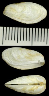 ヨーロッパツクエガイ Gastrochaena dubia small