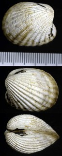 ミジンモシオガイの仲間 Cuna gambiensis small
