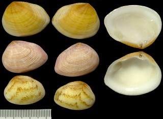 モシオガイ類　南アフリカ Eucrassatella gilchristi small