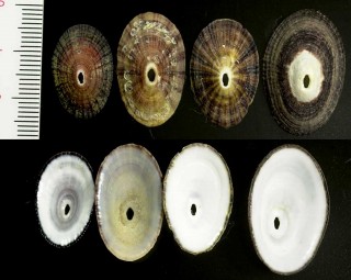 クズヤガイの仲間 アルゼンチン Fissurella radiosa tixierae small