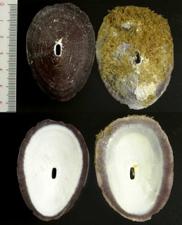ペルースカシの仲間 Fissurella latimarginata small