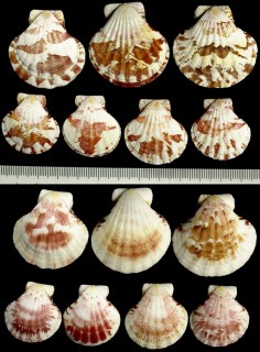 リュウキュウキンチャク Decatopecten amiculum small