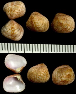モシオガイ類02 Eucrassatella pilula small
