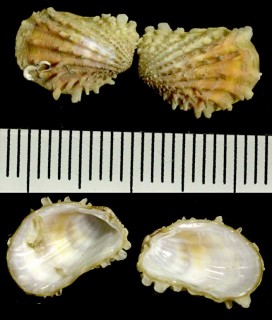 モモイロトマヤ Cardita nodulosa small