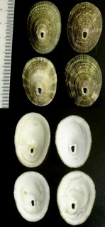パタゴニアテンガイ Diodora patagonica small