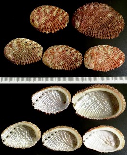 アラボリトコブシ Haliotis squamosa small