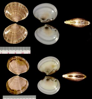 ヒメワスレ Sunetta perexcavata small
