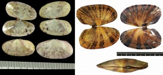 アシガイ 芦貝 Gari maculosa small