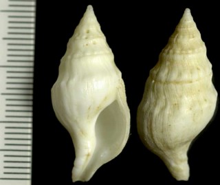 ミクリガイの仲間02 Euthria poppei small