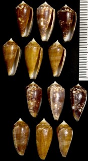 クロコガネイモ Conus barbieri small
