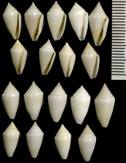 テンビョウイモの亜種 Conus puncticulatus columba small