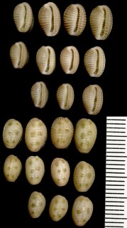 アメリカビクニシラタマ Trivia pediculus small