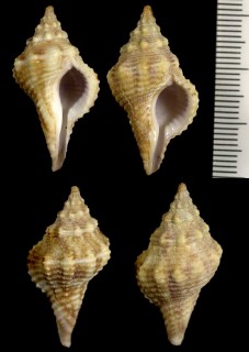 アフリカテンコロボラ Afer afer small
