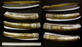 ジャックナイフ Ensis directus small