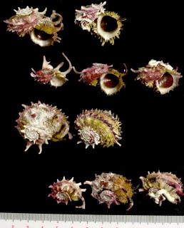 ポッペカタベ Angaria poppei small