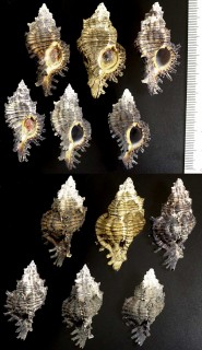 オオガンゼキ Chicoreus microphyllus small