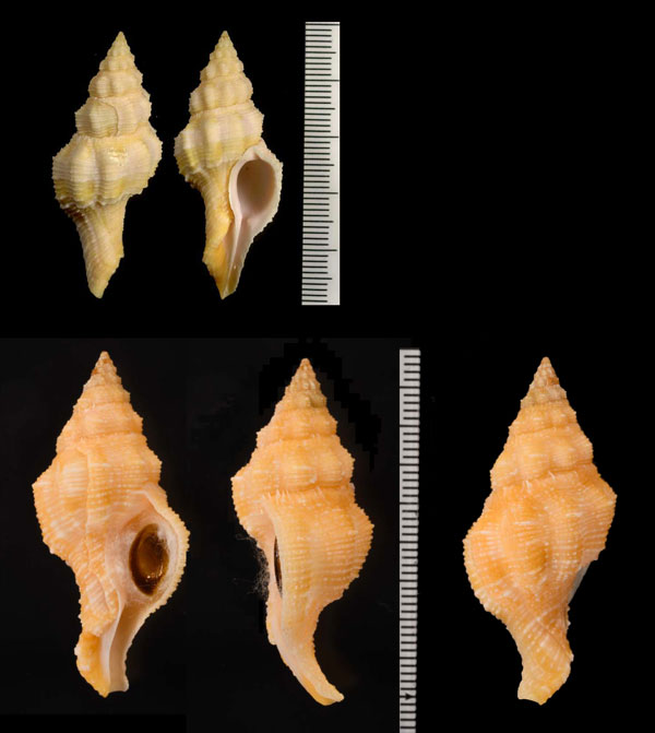 ディンザーツノマタガイ (仮称) Latirus deynzerorum small