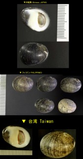 エナメルアマガイ Nerita incerta small