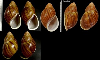 センニンチョウオオアカマイマイ Megalobulimus chianostoma small