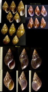 アフリカマイマイ Achatina fulica small