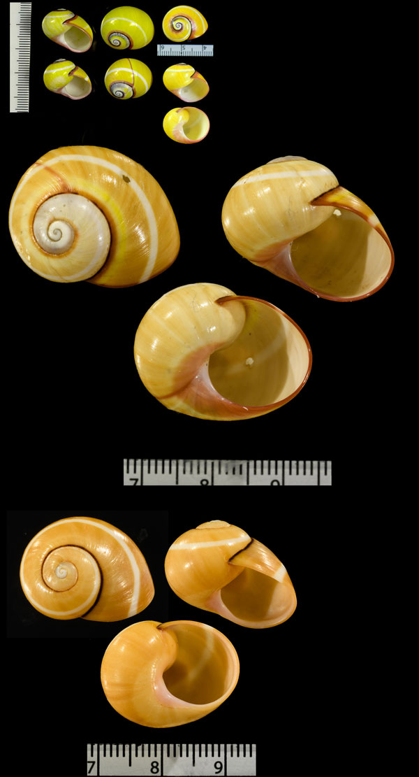 アカヘソコダママイマイモドキ (仮称) Polymita picta fuscolimbata pseudoroseolimbata small