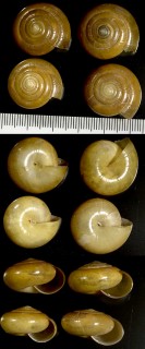 マラッカベッコウマイマイの仲間01 Tanychlamys amboinensis small