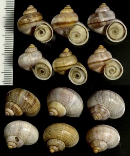 リガートヤマタマキビ (マキツケヤマタマキビ) Tropidophora ligata small