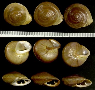 ルチェルナーココアマイマイ Pleurodonte lucerna small