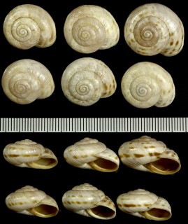 ウォールコマイマイの亜種03 Marmorana fuscolabiata small