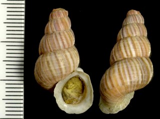 ヘンダーソンクチヒレ Hendersonina hendersoni small