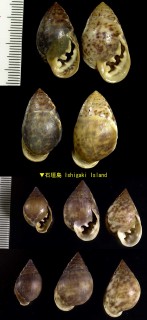 マダラヒラシイノミ Pythia pantherina small