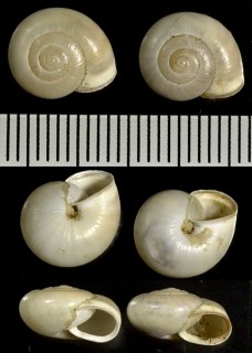 カルタスマイマイの仲間02 Monacha obstructa small