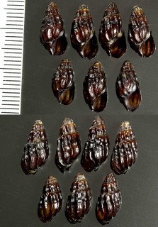 アガディールカワニナの仲間 Melanopsis cerithiopsis small